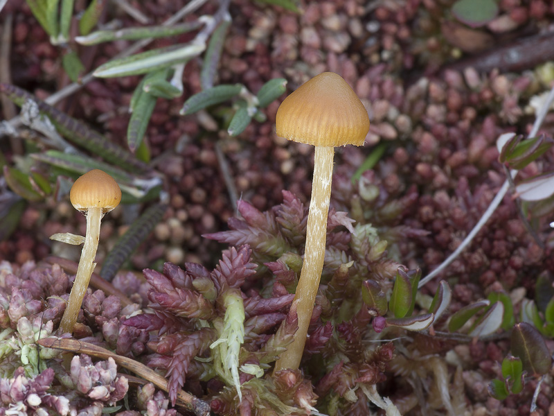 Galerina norvegica